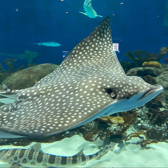 Meet The Posher - Picture 1 of 1